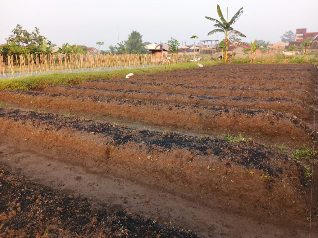 Biochar Dosis Ganda dari Sekam: Observasi Awal Remediasi Ultisol untuk Cabai Rawit Optimal
