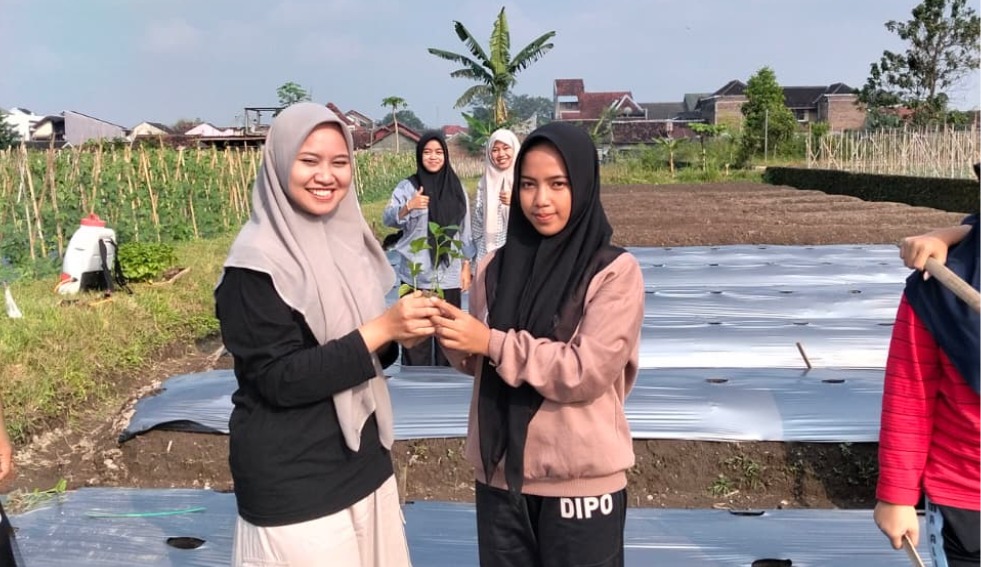 Agroteologi MADIPO: 2-3 Bagor Sampah 1200 Cabai Produktif