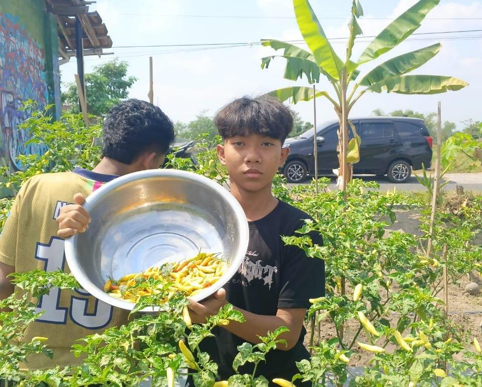 Panen Ketiga Cabai Kantil: Saat Lahan Pertanian Menjelma Laboratorium STEAM di Madipo