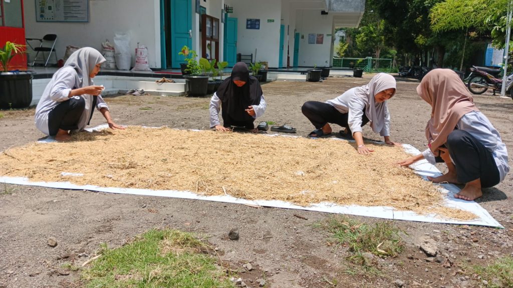 Eksperimen Santri MADIPO: Pengeringan Padi Organik Berbasis Energi Matahari untuk Ketahanan Pangan Berkelanjutan