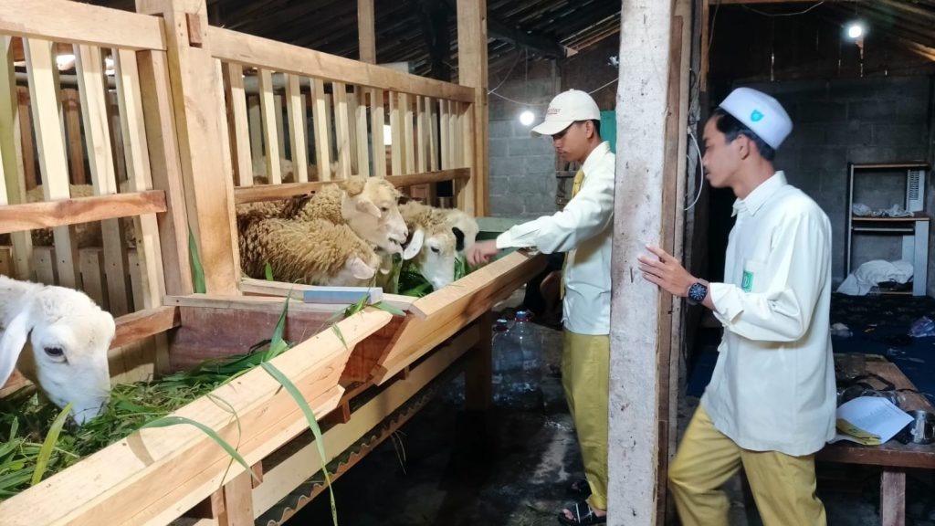 Inovasi Pendidikan Pesantren: Sinergi STEAM dan Eksperimen Breeding Domba di MADIPO